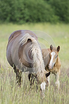 Pregnant horse tilted his head and the foal looks