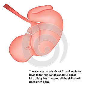 Pregnant. Human fetus inside the womb. Fetus stages. .