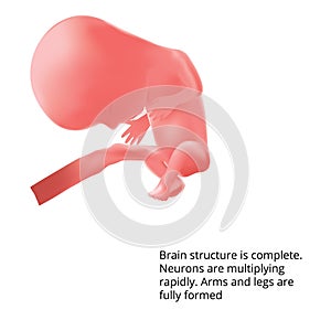 Pregnant. Human fetus inside the womb. Fetus stages. .