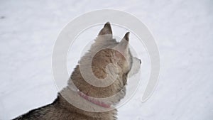 Pregnant husky dog with heterochromia and multi-colored eyes looking like a wolf in winter looks carefully to the side and wiggles