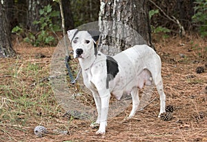 Pregnant lactating Dalmatian Pitbull mix breed dog photo