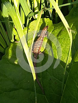 Pregnant lizard on a large burdock leaf.