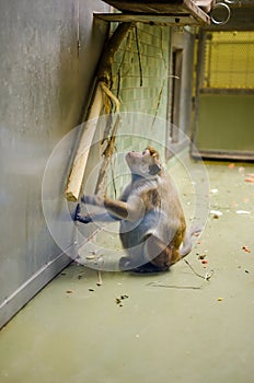 Pregnant macaque female at zoo