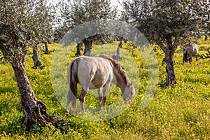 Pregnant mare from the Alter Real breed, a high-end Lusitano Horse