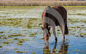 A Creole race mare pace in a watering hole photo