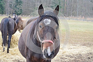 Pregnant mare on pasture, South Bohemia
