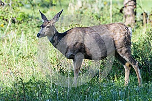 Pregnant Mule Deer Doe