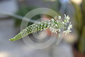 Pregnant onions, sea-onion, false sea onion, Albuca bracteata photo