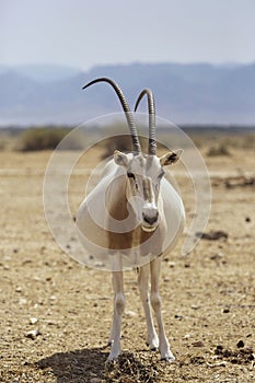 Pregnant Oryx in the desert