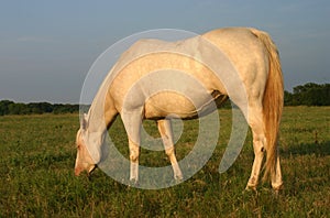 Pregnant Perlino Mare