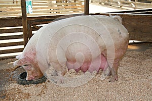 Pregnant Pig