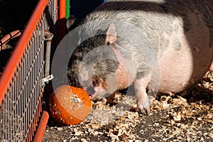 Pregnant pig playing with a pumpkin in the pen