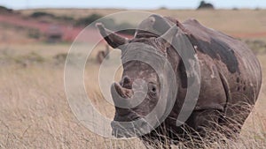 Pregnant rhino watches from a grassy plain
