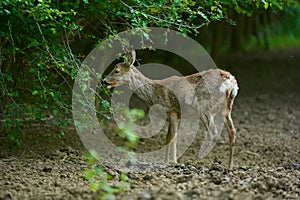 Pregnant roe deer