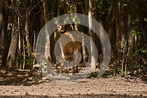 Pregnant roe deer in the forest
