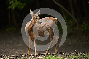 Pregnant roe deer in the forest