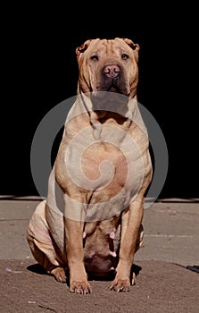 Pregnant sharpei dog