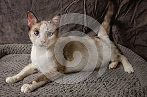 Pregnant Siamese mixed breed cat in Coden Alabama