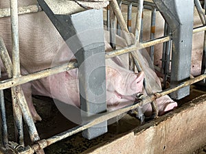 Pregnant Sow