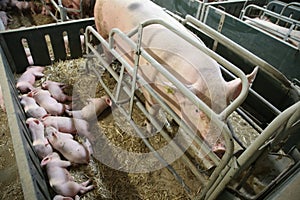 Pregnant sows live on an animal farm