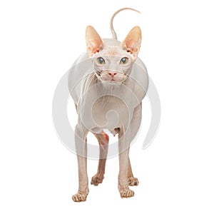 Pregnant Sphynx hairless cat posing on a white background