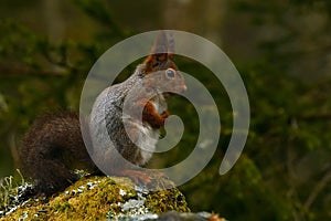 A pregnant Squirrel, Sciurus vulgaris in closeup