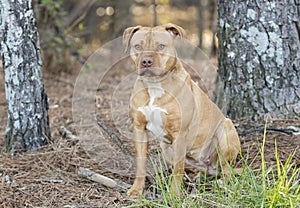 Pregnant tan American Pitbull Terrier dog