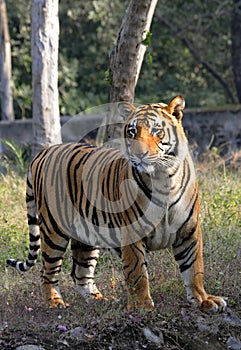 Pregnant tigress photo