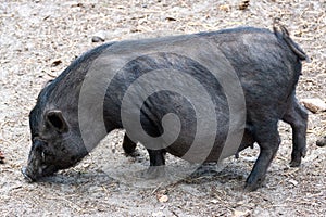 Pregnant Vietnamese Pot-bellied pig in the farm, looking for food, close-up