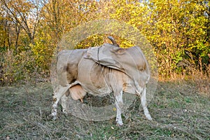 Pregnant white cow tongue licks his back