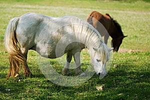 Pregnant white pony eating