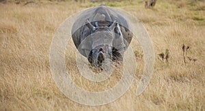 Pregnant White Rhino watches from the tall grass