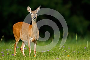 Pregnant White-tailed Deer