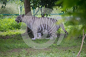 Pregnant white tigress