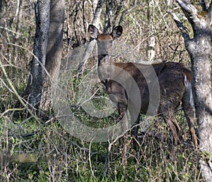 Pregnant Whitetail Deer Doe