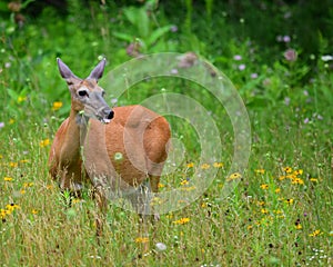 Pregnant whitetail deer