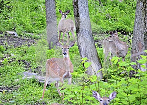 Pregnant Whitetail Deer Does