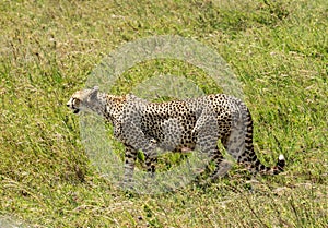 A pregnant wild Cheetah in the Serengeti prospecting prey