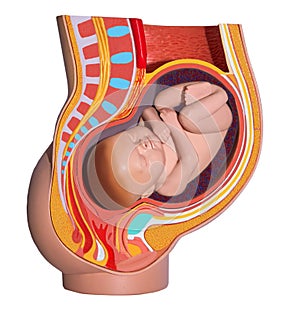 Pregnant woman. Colorful anatomy. Isolated.
