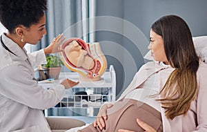 Pregnant, woman and doctor explanation with fetus in clinic for medical expertise and progress assessment. Baby