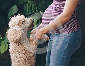 Pregnant woman and her dog playing in the park