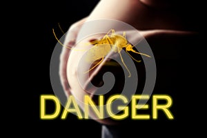 Pregnant woman, imminent danger to the virus Zika photo