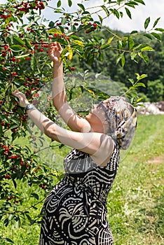 Pregnant woman picking cherries