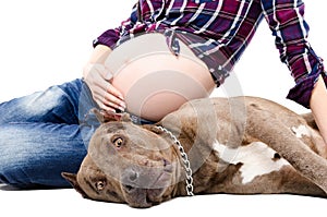 Pregnant woman sitting with pitbull