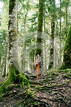 Pregnant woman stands on the roots of a moss-covered tree in a birch grove