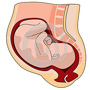 Pregnant womb anatomy close-up. pregnant woman with baby inside illustration on white background.