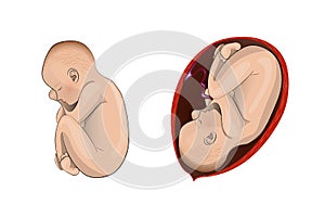 Pregnant womb. child