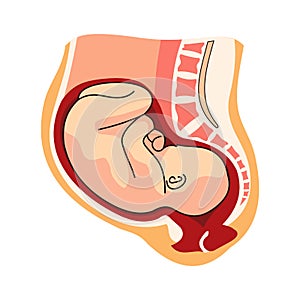 Pregnant womb close-up. pregnant woman with baby inside illustration on white background