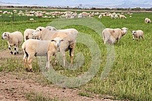 Pregnant Yews with Lambs