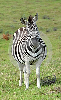 Pregnant Zebra with funny face